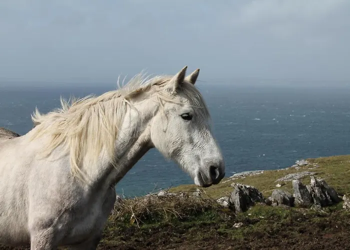 Hostel Sleepzone Clare - The Burren Hostel